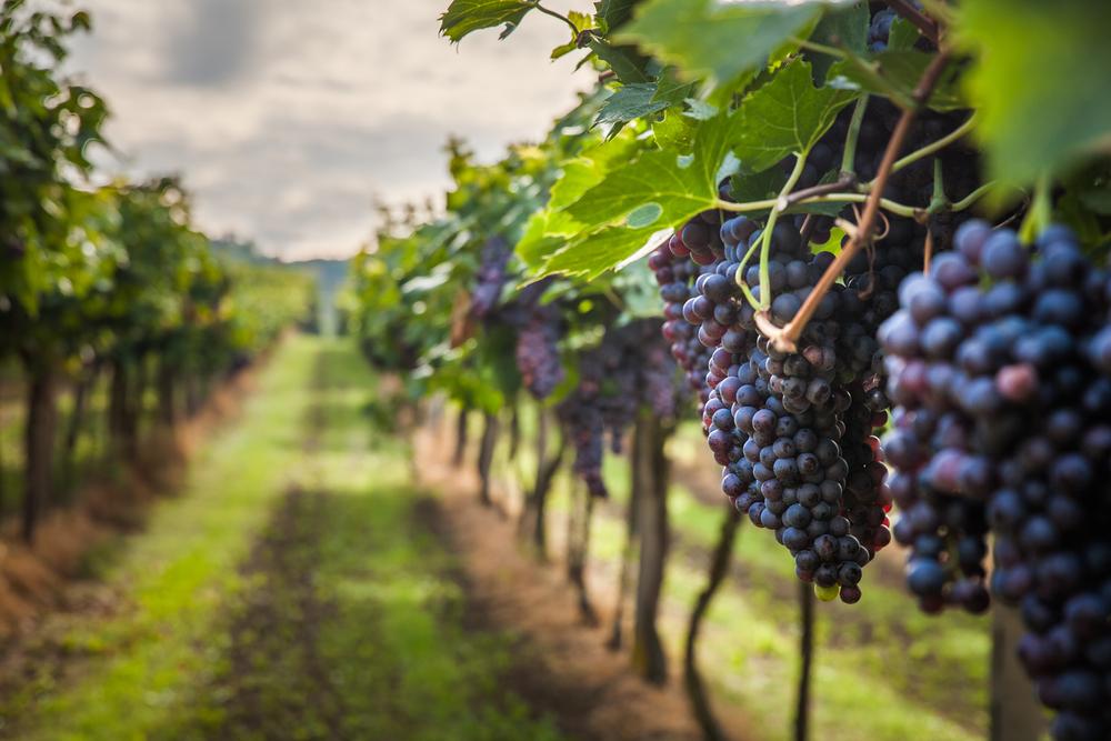 Strada del Vino