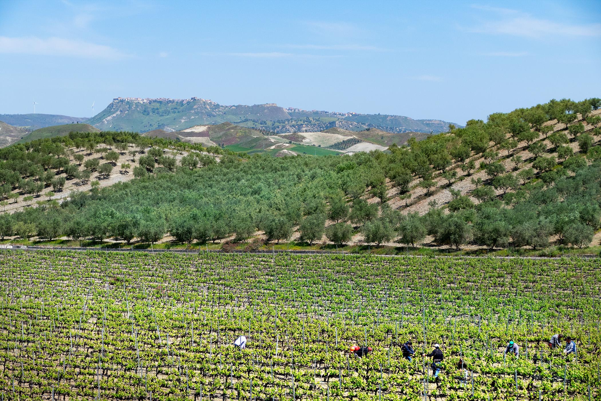 image_calabria_terrabuona