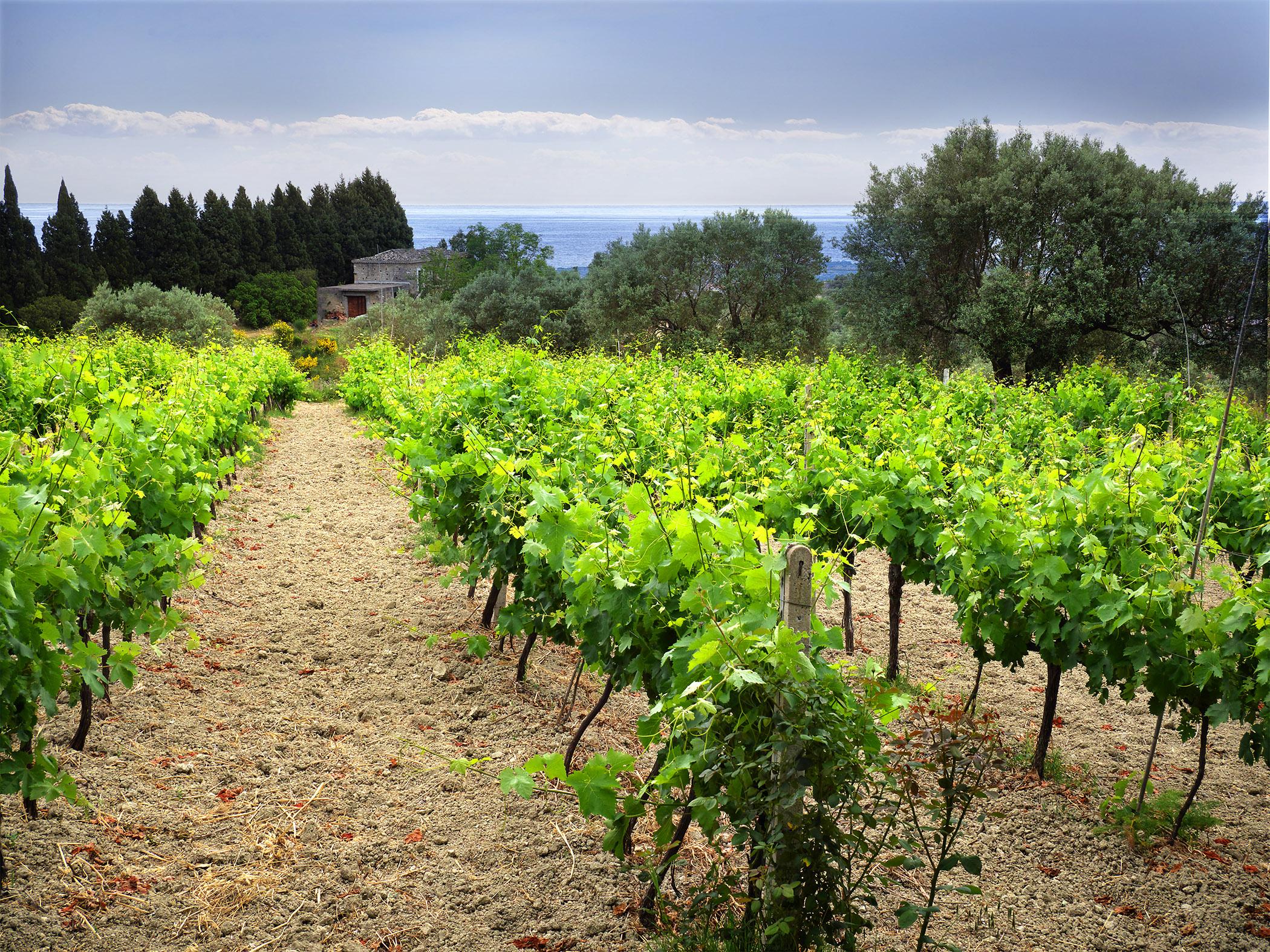 image_calabria_terrabuona