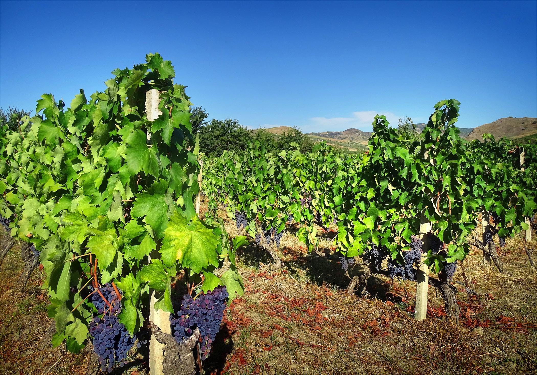 image_calabria_terrabuona