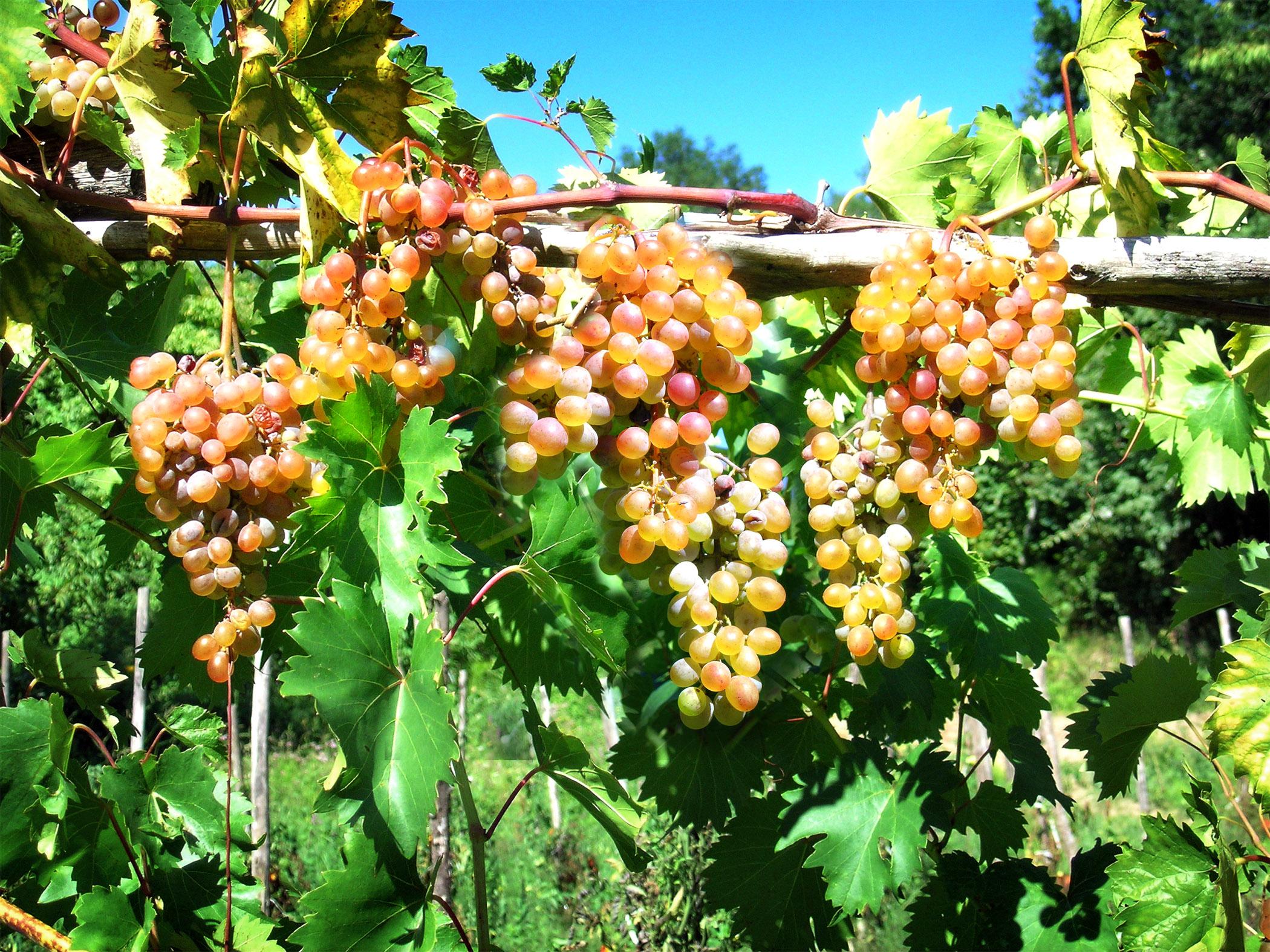 image_calabria_terrabuona