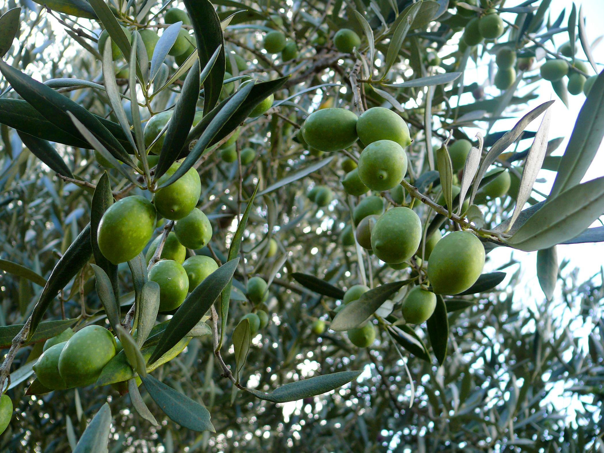 image_calabria_terrabuona