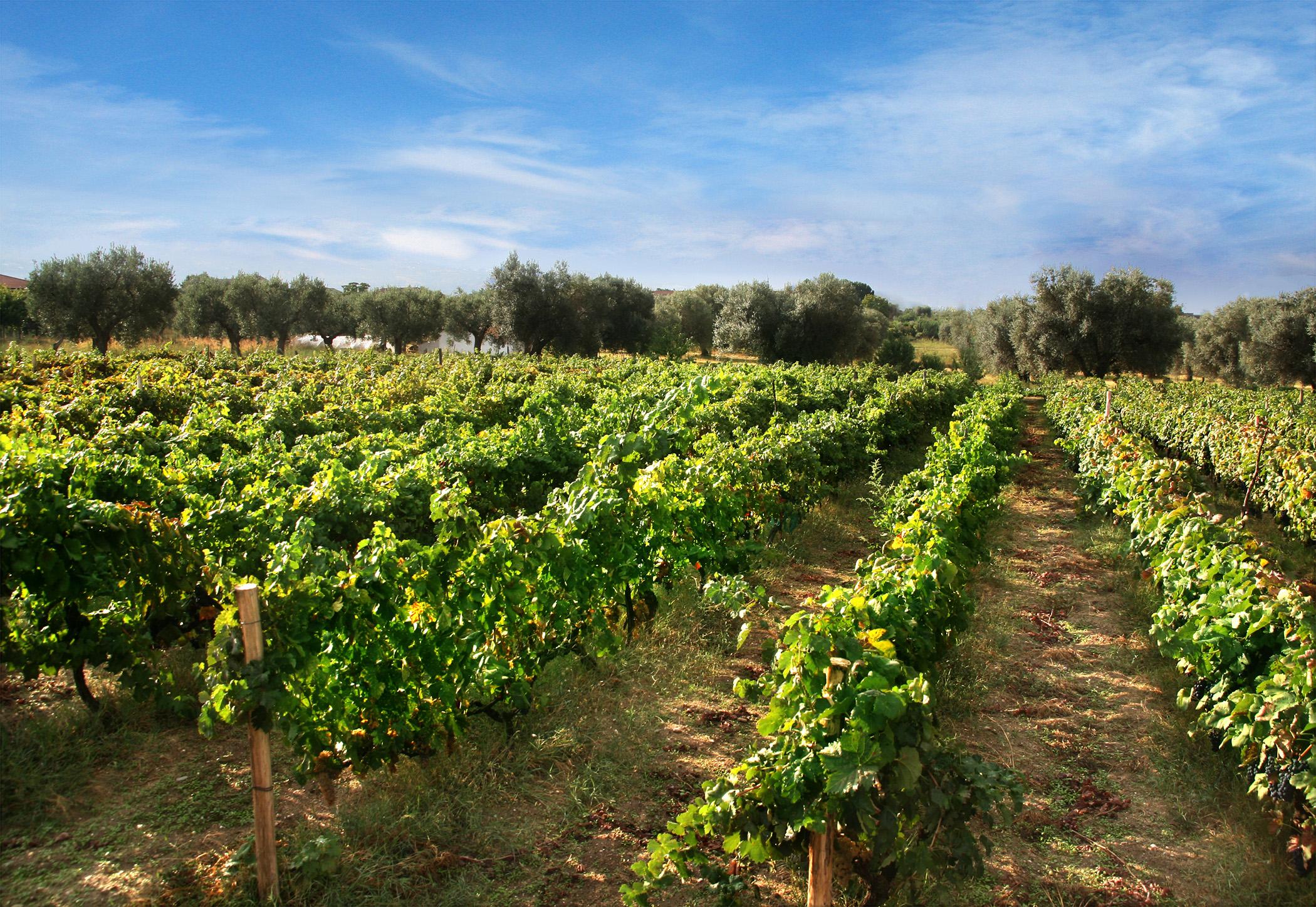 image_calabria_terrabuona