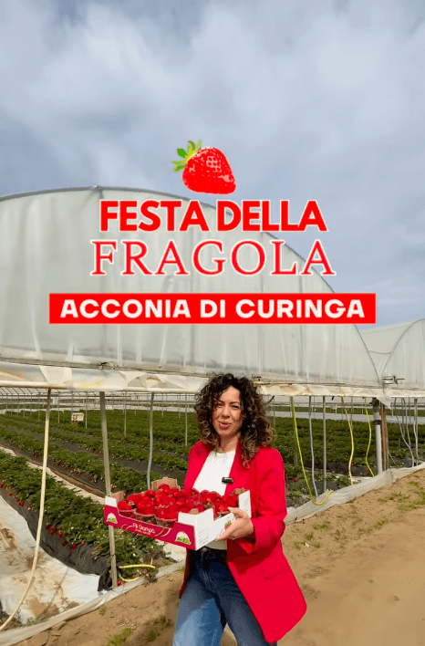 Acconia,Curinga