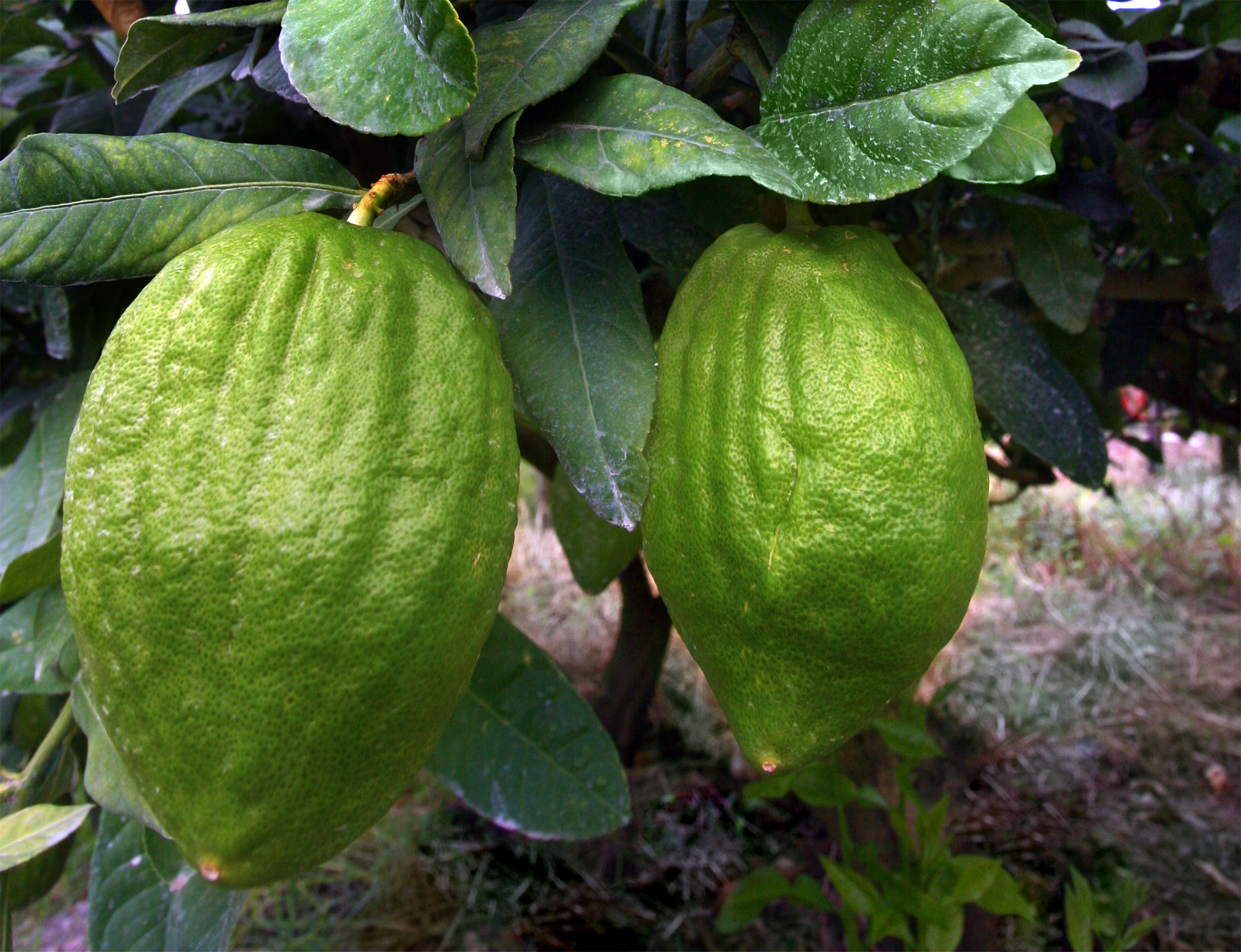 Cedro DOP