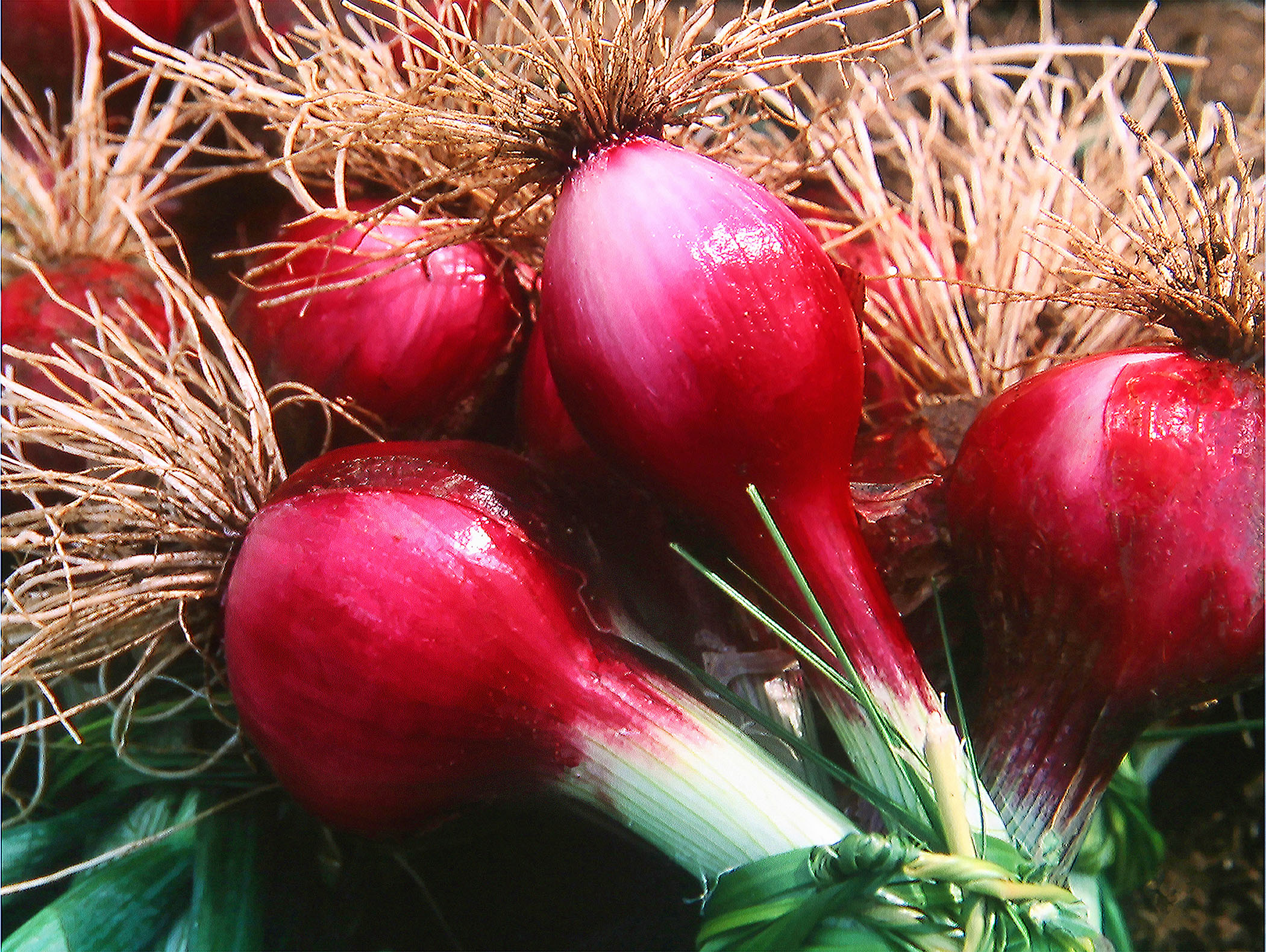 Cipolla Rossa di Tropea IGP